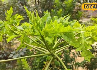 इन पांच पौधों में छिपा है सेहत का राज, शरीर को नहीं बनने देंगे बीमारियों का घर