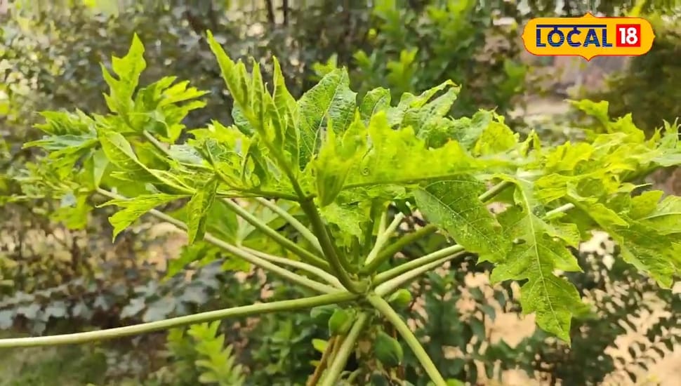 इन पांच पौधों में छिपा है सेहत का राज, शरीर को नहीं बनने देंगे बीमारियों का घर