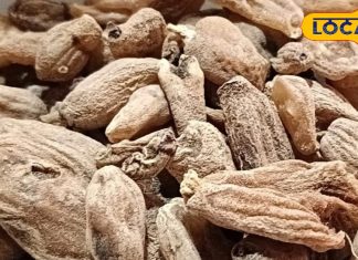 चमत्कारी औषधि है सालम मिश्री, इसके इस्तेमाल से नहीं होती है शरीर में कैल्शियम और विटामिन कमी