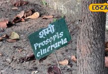 बड़े कमाल का ये पौधा, आयुर्वेदिक गुणों के साथ धार्मिक महत्त्व के लिए भी प्रख्यात