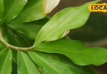 डायबिटीज मरीजों के लिए चमत्कारी पौधा! ब्लड शुगर कंट्रोल करता है, इम्युनिटी भी बढ़ाता है