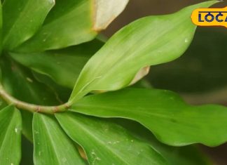 डायबिटीज मरीजों के लिए चमत्कारी पौधा! ब्लड शुगर कंट्रोल करता है, इम्युनिटी भी बढ़ाता है