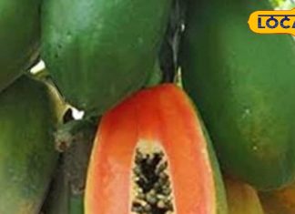 जान गए पपीते के बीज के ये फायदे, तो इसे कूड़े में फेंकना बंद कर देंगे आप