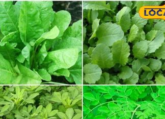 These green leafy vegetables are no less than a superfood in winters include diet plan keep diseases away – Bharat.one हिंदी