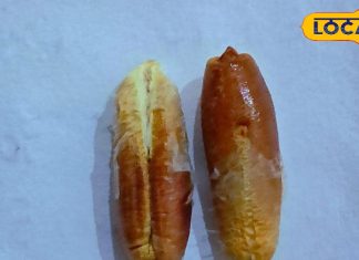 खजूर के बीजों के फायदे जानकर रह जाएंगे हैरान, इन बीमारियों में मिलेगा आराम