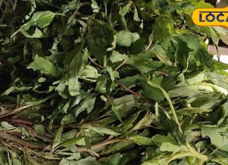 शरीर के लिए अमृत है यह हरी सब्जी, लिवर से लेकर गुर्दे की पथरी के लिए रामबाण, विटामिन्स का भंडार