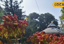 Patharchatta Leaves Benefits: पथरी को खत्म कर देगा ये जादुई पौधा…खजाने से कम नहीं इसका रस, घाव से लेकर रोगों तक को करे ठीक