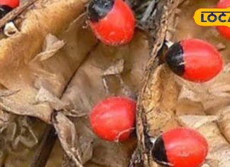 बेहद जादूई होती हैं गुंजा की पत्तियां और बीज, गठिया से लेकर माइग्रेन तक को करती हैं ठीक