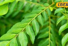 These leaves are natural dye, just make a paste and use it like this