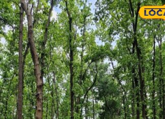 बांस के रस्टोरेंट से सजेगा यूपी का विनोद वन, दोस्तों के साथ कर सकेंगे मस्ती, एडवेंचर-कैंपेनिंग का पर्यटक उठाएंगे आनंद