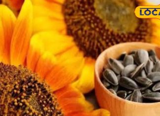 इस फूल का बीज है बड़ा फायदेमंद, इतनी बीमारियों में देता है आराम