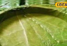 कई गुना कर देता है खाने का स्वाद, जानें बागेश्वर के इस पत्तल के फायदे और रिवाज