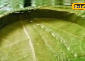 कई गुना कर देता है खाने का स्वाद, जानें बागेश्वर के इस पत्तल के फायदे और रिवाज