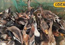 अगर आपके पास हैं बतख, तो ये 4 बीमारी न करें नजरअंदाज, एक्सपर्ट से जानें बचाव के सरल उपाय