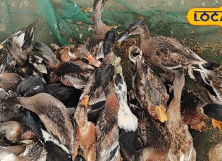 अगर आपके पास हैं बतख, तो ये 4 बीमारी न करें नजरअंदाज, एक्सपर्ट से जानें बचाव के सरल उपाय