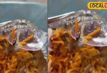 यूपी में बिरयानी खाने वालों हो जाओ सावधान! यहां हुसैन शाह खिला रहा था कीड़ा, ऐसे हुआ भंड़ाफोड