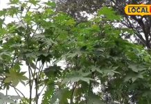 असीमित ऊर्जा और गुणों की खान…बीमारियों का काल हैं ये पौधे, मिल जाएंगे हर जगह