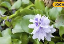तालाब की ये घास है कई रोगों का है काल, कैंसर सहित कई समस्याओं में मिलता है लाभ