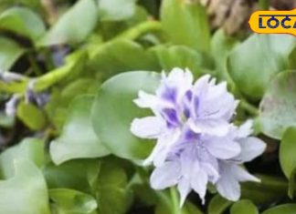 तालाब की ये घास है कई रोगों का है काल, कैंसर सहित कई समस्याओं में मिलता है लाभ