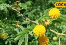 बबूल के छाल और पत्तियों में हैं कई रहस्यमयी गुण, इसके इस्तेमाल से मिलती है मोटापे और मुंह के छालों से मुक्ति