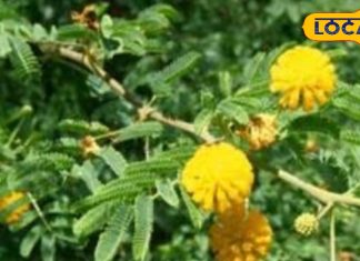 बबूल के छाल और पत्तियों में हैं कई रहस्यमयी गुण, इसके इस्तेमाल से मिलती है मोटापे और मुंह के छालों से मुक्ति