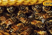 इन मधुमक्खियों से रहें सावधान! काट लिया तो जान से हाथ धोना पड़ जाएगा… एक्सपर्ट से जानें बचाव के उपाय