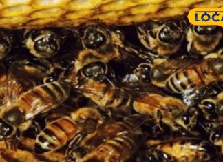 इन मधुमक्खियों से रहें सावधान! काट लिया तो जान से हाथ धोना पड़ जाएगा… एक्सपर्ट से जानें बचाव के उपाय