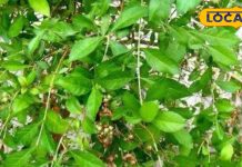 सुंदरता बढ़ाने वाला ये पौधा कई बीमारियों के लिए काल, विटामिन और एंटी बैक्टीरिया के गुण मौजूद, जानें फायदे