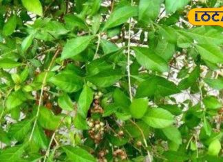 सुंदरता बढ़ाने वाला ये पौधा कई बीमारियों के लिए काल, विटामिन और एंटी बैक्टीरिया के गुण मौजूद, जानें फायदे