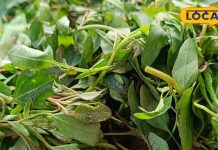 जादुई दवा से कम नहीं है गेहूं में उगने वाला ये खरपतवार… महिलाओं के लिए रामबाण, ऐसे करें इस्तेमाल