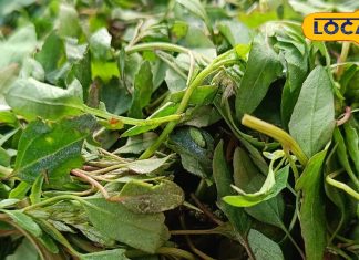 जादुई दवा से कम नहीं है गेहूं में उगने वाला ये खरपतवार… महिलाओं के लिए रामबाण, ऐसे करें इस्तेमाल