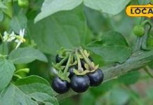 साधारण सा दिखने वाला ये जंगली पौधा… झट से बढ़ा देगा इम्यूनिटी, बुढ़ापे में भी दिखेंगे जवान!