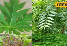 Health News: मिल गया यूरिक एसिड और जोड़ों के दर्द का रामबाण इलाज, बस इन 4 पत्तों का कर लीजिए सेवन!!