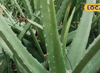 त्वचा के लिए कमाल की यह औषधि, कई प्रकार की मेडिसनों में होता है उपयोग