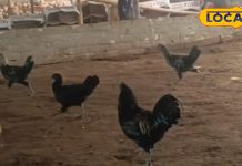 अंडा से लेकर मीट तक महंगा…आखिर क्यों डिमांड में रहती है मुर्गे की यह ब्रीड? फायदे जान हो जाएंगे हैरान