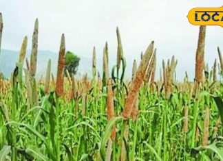 पोषक तत्वों का खजाना है यह मिलेट, इन बीमारियों में है असरदार, एक्सपर्ट से जानें इसके फायदे और सेवन का तरीका