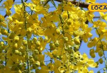 जंगली क्षेत्रों में उगता है यह पेड़, दिख जाए तो जरूर तोड़ लें फूल और पत्ते, इन बीमारियों का है अचूक दवा