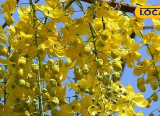 जंगली क्षेत्रों में उगता है यह पेड़, दिख जाए तो जरूर तोड़ लें फूल और पत्ते, इन बीमारियों का है अचूक दवा