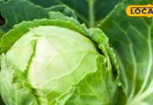 पत्ता गोभी खाने वाले हो जाएं सावधान! पकाने से पहले ऐसे कर लें सफाई, वरना हो सकती है जानलेवा