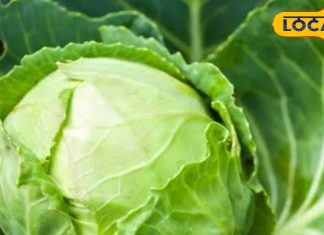 पत्ता गोभी खाने वाले हो जाएं सावधान! पकाने से पहले ऐसे कर लें सफाई, वरना हो सकती है जानलेवा