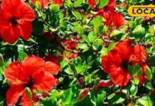 अगर खाली पेट कर लिया इस लाल फूल का सेवन, शरीर में चीते की तरह आ जाएगी फुर्ति!