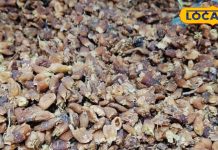 Mahua Health Benefits: कैल्शियम-विटामिन की दुकान है ये जंगली पेड़, सूखी खांसी से दिलाए छुटकारा, नसों की कमजोरी भी होगी दूर!