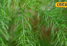 Shatavari Benefits: महिलाओं के लिए अमृत है शतावरी, इसके ये फायदे नहीं जानती होंगी आप