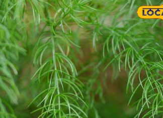 Shatavari Benefits: महिलाओं के लिए अमृत है शतावरी, इसके ये फायदे नहीं जानती होंगी आप