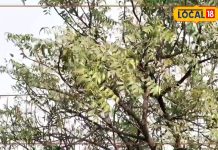 हर मर्ज की दवा है यह पेड़, छाल-पत्ते और टहनी में छिपा है औषधीय गुण, ब्लड शुगर को भी रखता है कंट्रोल