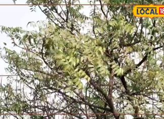 हर मर्ज की दवा है यह पेड़, छाल-पत्ते और टहनी में छिपा है औषधीय गुण, ब्लड शुगर को भी रखता है कंट्रोल