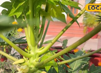 सर्दियों में रखेगा इम्युनिटी स्ट्रांग, ये फल नहीं बीमारियों का दुश्मन है