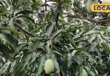 सेहत का खजाना है यह पेड़, फल से लेकर फूल-पत्तियों तक में हैं औषधिय गुण