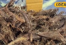 सैकड़ों बीमारियों का इलाज ये पहाड़ी बूटी, हर दर्द की दवा, हर मर्ज का उपचार