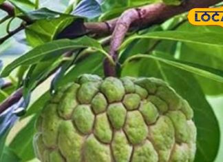 рдЕрдореГрдд рдХрд╛ рдЦрдЬрд╛рдирд╛ рд╣реИ рдЗрд╕ рдкреЗрдбрд╝ рдХрд╛ рдлрд▓, рдЗрд╕рдХреЗ рдЗрд╕реНрддреЗрдорд╛рд▓ рд╕реЗ рджреВрд░ рд╣реЛрддреА рд╣реИрдВ рдХрдИ рдмреАрдорд╛рд░рд┐рдпрд╛рдВ